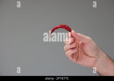 Piment rouge chaud entier séché au soleil tenu à la main par un homme caucasien main studio tourné isolé sur blanc. Banque D'Images