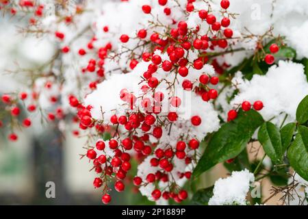 Nandina domashnaya nandina, bambou céleste ou bambou sacré , une espèce de plantes à fleurs de la famille des beridae. Baies rouges sous la neige. Gagnez Banque D'Images