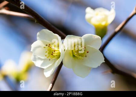 Fleurs de crocus blanc dans la forêt, premières fleurs, début printemps, mars Banque D'Images