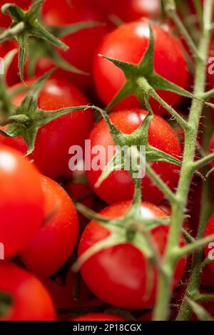 Gros plan de tomates cerises fraîches mûres de vigne. Banque D'Images
