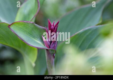 Canna Lily ou canna generalis bailey fleur rose dans le design du jardin Banque D'Images