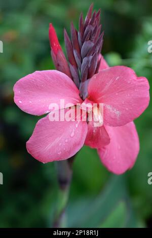 Canna Lily ou canna generalis bailey fleur rose dans le design du jardin Banque D'Images