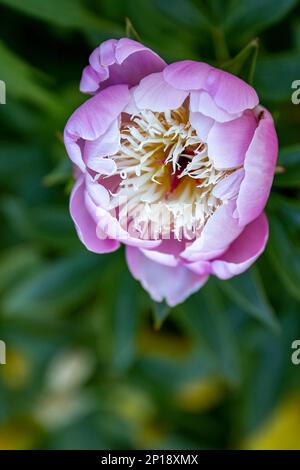 Paeonia officinalis ou jardin commun pivoine fleur rose dans le design du jardin Banque D'Images