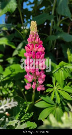 Lupinus polyphyllus ou jardin lupin fleur rose dans le design du jardin Banque D'Images