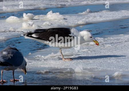 La grande guette à dos noir (Larus marinus) sur une banquise sur le lac Michigan Banque D'Images