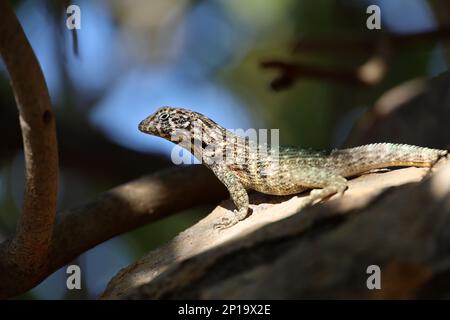 Portrait de Lizard de la queue de curly du Nord assis sur un arbre. Iguana Leiocephalus carinatus sur l'île de Cuba Banque D'Images