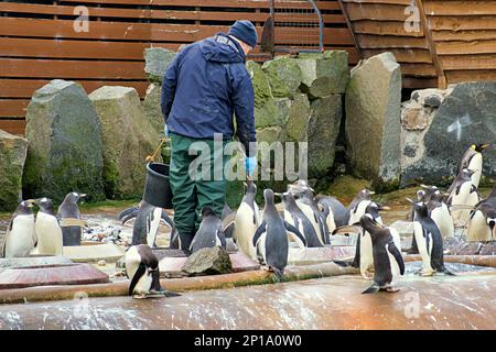 Les pingouins de Gentoo chantent sous la pluie. Le deuxième jour de printemps a vu la pluie comme le zoo et ses animaux ont fait le meilleur Banque D'Images