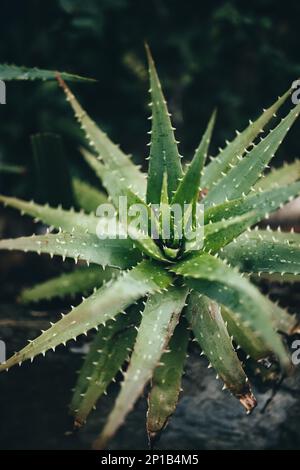 Un cliché vertical d'une plante de vera d'aloès Banque D'Images