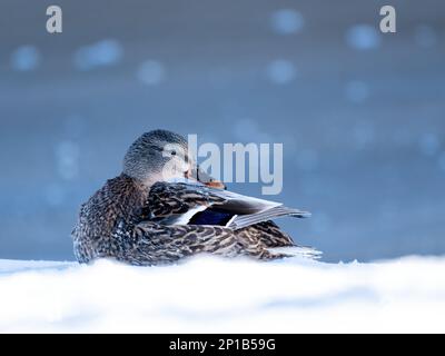 Canard colvert femelle (Anas platyrhynchos), avec des gouttelettes d'eau congelées sur les plumes, couché sur la neige Banque D'Images