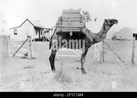 Petti Khan's Camel à la gare Canobie, Queensland, Australie ; ca. 1895. Au moment de cette photographie, les femmes de l'Outback du Queensland ont hâte de voir les campeurs et les vendeurs d'audessus afghans. Ils ont apporté des nouvelles, de la mercerie et des articles ménagers. En 1901, on estimait qu'il y avait entre 2000 et 4000 caméléers en Australie. Cette première génération de musulmans partit d'Inde et d'Afghanistan, bien qu'ils soient généralement appelés Afghans. Banque D'Images