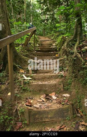 Sentier de randonnée dans la forêt tropicale de St. Lucia - Petites Antilles Banque D'Images