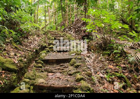 Sentier de randonnée dans la forêt tropicale de St. Lucia - Petites Antilles Banque D'Images