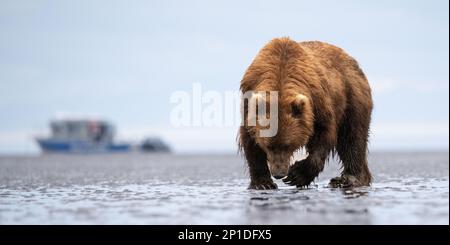 Un ours clamming sur la plage dans l'eau à la recherche de saumon ou de palourdes. Le bateau de pêche en arrière-plan est la pêche du saumon. Banque D'Images