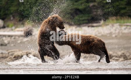 Les ours marron côtiers se disputant/jouent les uns avec les autres dans l'eau en prenant une pause de la pêche pendant le plaisir du saumon. Banque D'Images