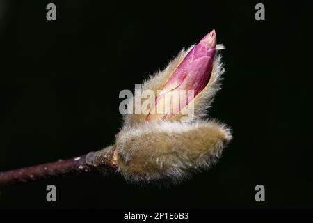 Magnoliaceae gros plan de magnolia rose s'ouvrant du bourgeon poilu début mars Banque D'Images