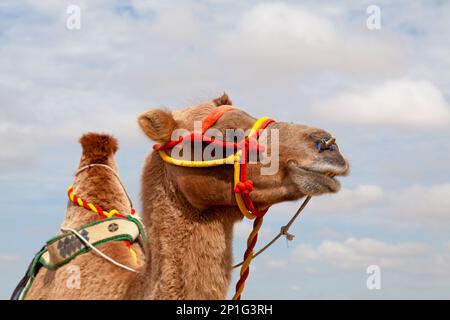 Le chameau de Bactriane (Camelus bactrianus) est un grand, même-toed originaire d'ongulés aux steppes de l'Asie centrale. Banque D'Images