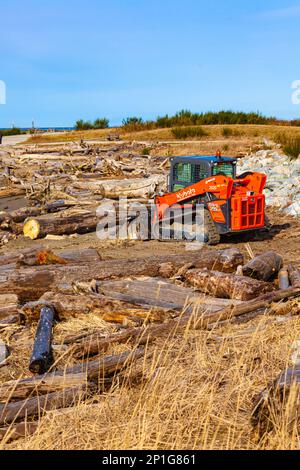 Défrichement du bois flotté d'une plage à Steveston Colombie-Britannique Canada Banque D'Images