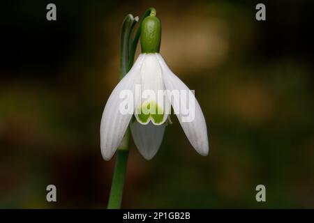 Galanthus nivalis gros plan d'une seule goutte de neige sur un arrière-plan flou Banque D'Images