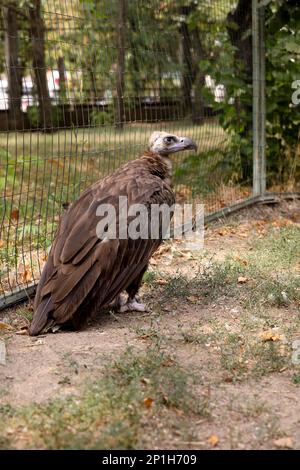 Magnifique vulve de griffon eurasien dans une enceinte de zoo Banque D'Images