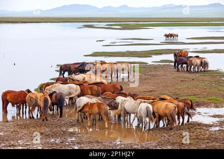 Troupeau de chevaux mongoles qui errant dans les steppes près d'un lac. Banque D'Images