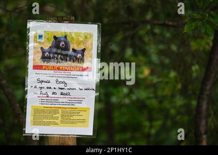 Parc Algonquin, Ontario, Canada - 26 août 2022 : un avis public sur un poste au sentier de promenade de la tourbière Spruce émet un avertissement audacieux à l'égard de l'ours et Banque D'Images