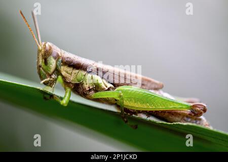 Gros plan Meadow Grasshopper (Chorthippus parallélus) Banque D'Images