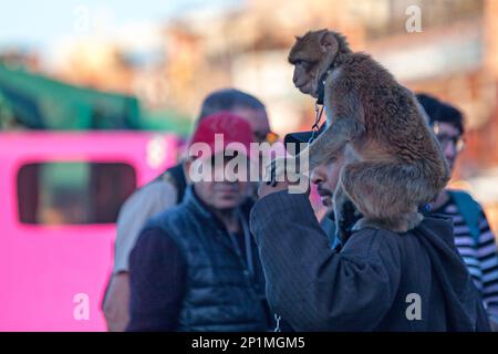 Marrakech, Maroc - 28 janvier 2019 : un homme avec son macaque barbarbaire sur son épaule sur la place Djemaa El Fna. Banque D'Images