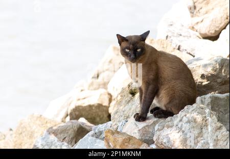 Un chat siamois brun s'assoit sur une côte rocheuse et regarde dans la caméra, la Thaïlande Banque D'Images