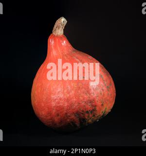 Gros plan sur une courge rouge kuri isolée sur un fond noir. Banque D'Images