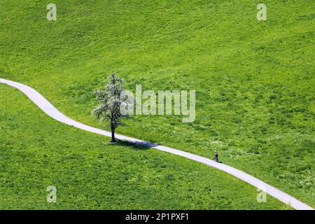 Le vélo solitaire s'impose le long d'une route rurale sinueuse avec un énorme arbre en fleurs sur fond vert Banque D'Images