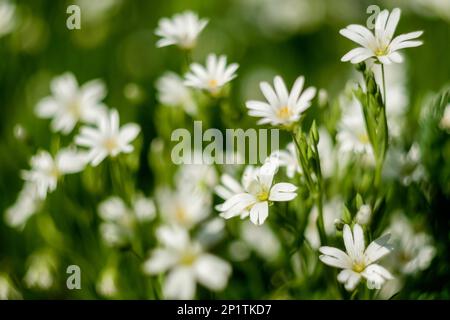 Les premiers proliférations dans la prairie de charme commun Banque D'Images