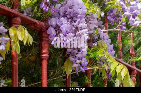 Wisteria (Wisteria) sur une clôture de jardin rouge Banque D'Images