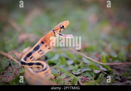 Le Coelognathus radiatus, communément appelé serpent à ratons rayonnés, serpent à tête de copeau ou serpent à trinket à tête de cuivre, est une espèce non venimeuse de colu Banque D'Images