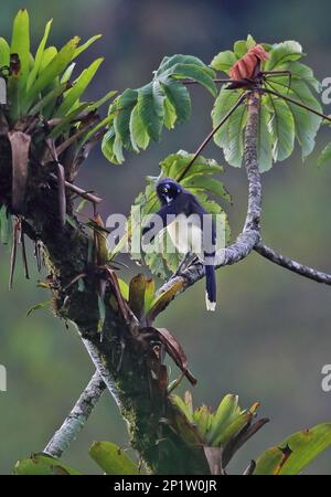 Geai à chonté noir (Cyanocorax affinis zeledoni) adulte, préenfanant, perché sur la branche, El Valle, Panama Banque D'Images