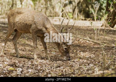 Flores Rusa (Rusa timorensis floresiensis) adulte mâle, se nourrissant dans les bois, Komodo N.P., Komodo Island, îles Lesser Sunda, Indonésie Banque D'Images