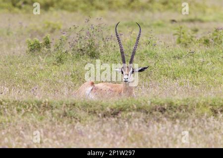 Gazelle de Grant (Gazella granti), homme adulte, reposant sur de l'herbe courte, Masai Mara, Kenya Banque D'Images