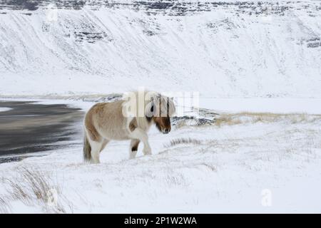 Cheval, poney islandais, adulte, marche sur la neige sur la côte, Snaefellsnes, Vesturland, Islande Banque D'Images