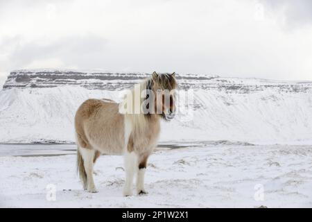 Cheval, poney islandais, adulte, debout sur la neige, Snaefellsnes, Vesturland, Islande Banque D'Images