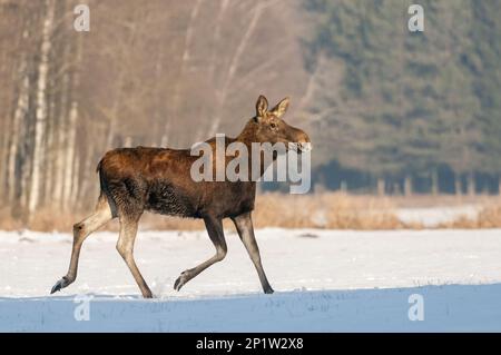 Wapitis eurasiens (Alces alces alces), orignal européen, orignal eurasien, wapiti eurasien, cerf, Ongulés, mammifères, animaux, orignal européen, femelle adulte Banque D'Images