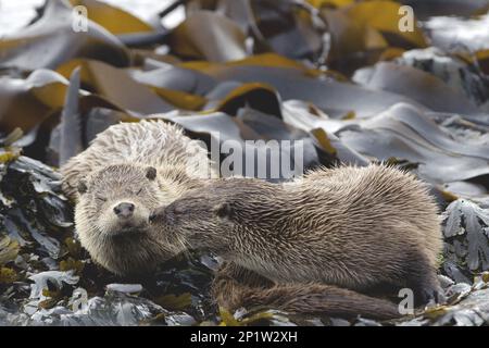 European Otter (Lutra lutra) adulte femelle avec cub, dormant sur des rochers recouverts d'algues, Shetland Islands, Écosse, Royaume-Uni Banque D'Images