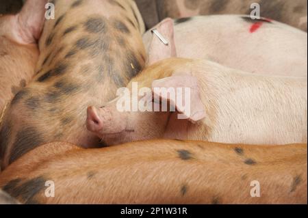 Porc domestique, Gloucester Old Spot x Pietrain, porcelet sevré, se reposant en plume au marché du bétail, marché du bétail de Carlisle, Cumbria, Angleterre, United Banque D'Images