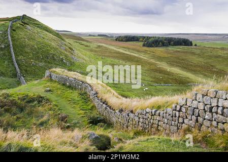 Vestiges de fortifications romaines sur la lande, vers l'ouest en direction de Fore Plantation, mur d'Hadrien, Northumberland N. P. Northumberland, Angleterre Banque D'Images