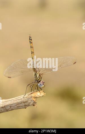 Blue Basker (Urothemis edwardsii) adulte femelle, reposant sur la branche, Mana pools N.P., Zimbabwe Banque D'Images