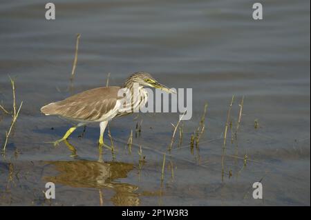 Indian Pond-heron (Ardeola grayii) adulte, plumage non reproductrice, marchant dans des eaux peu profondes, Yala N.P., Sri Lanka Banque D'Images