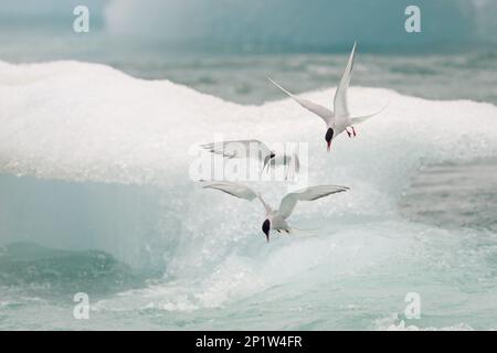 Sterne arctique (Sterna paradisaea) trois adultes, reproduisant le plumage, en vol, pêchant sur l'iceberg, Islande Banque D'Images