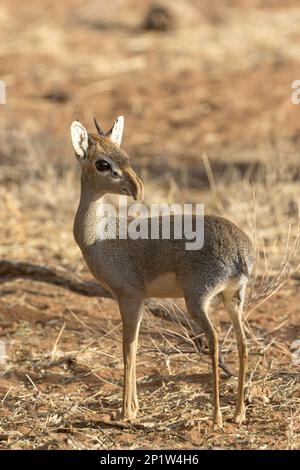 Guenther's Dik-dik (Madoqua guentheri), homme adulte, debout dans la savane sèche semi-désertique, réserve nationale de Samburu, Kenya Banque D'Images