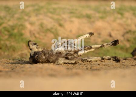 Chien sauvage africain (Lycaon pictus pictus) adulte, reposant sur le côté, jambes étirant, Mana pools N.P., Mashonaland, Zimbabwe Banque D'Images