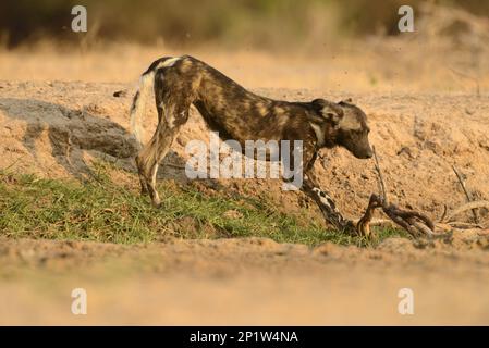 Chien sauvage africain (Lycaon pictus pictus) adulte, étirant, Mana pools N.P., Mashonaland, Zimbabwe Banque D'Images