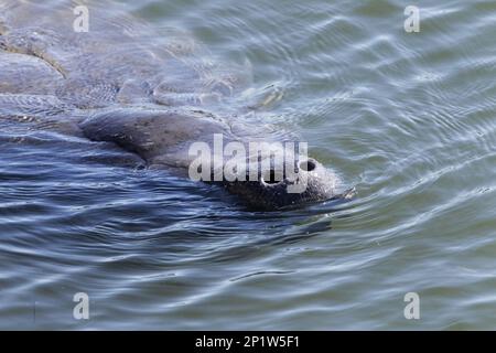 Manatee indienne de l'Ouest (Trichechus manatus latirostris) adulte, gros plan de la tête, respiration à la surface de l'eau, Floride, États-Unis Banque D'Images