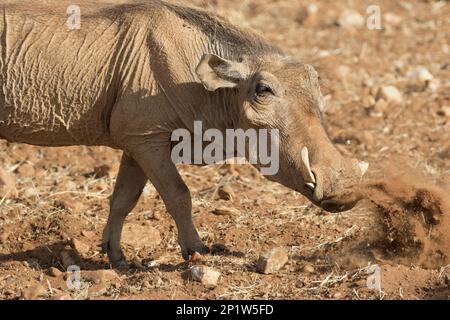 Desert Warthog (Phacochoerus aethiopicus) adulte, creusant avec le museau dans la savane sèche semi-désertique, réserve nationale de Samburu, Kenya, Afrique Banque D'Images